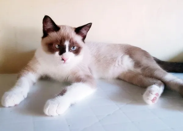 Gato ra a SRD idade 2 a 6 meses nome CARLITO MIX