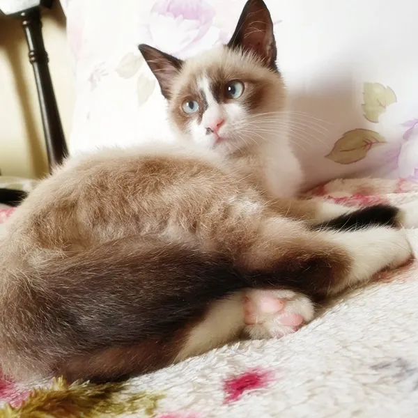Gato ra a SRD idade 2 a 6 meses nome CARLITO MIX