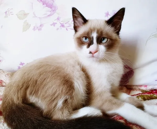 Gato ra a SRD idade 2 a 6 meses nome CARLITO MIX