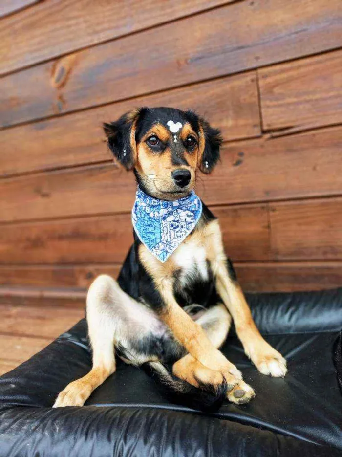 Cachorro ra a SRD idade 2 a 6 meses nome Noah