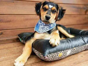 Cachorro raça SRD idade 2 a 6 meses nome Noah