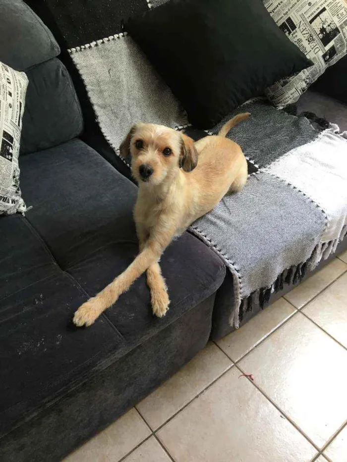 Cachorro ra a Vira Lata idade 2 anos nome Pandora