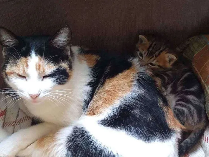 Gato ra a SRD idade 2 anos nome Mimosa 