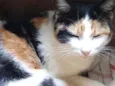 Mimosa