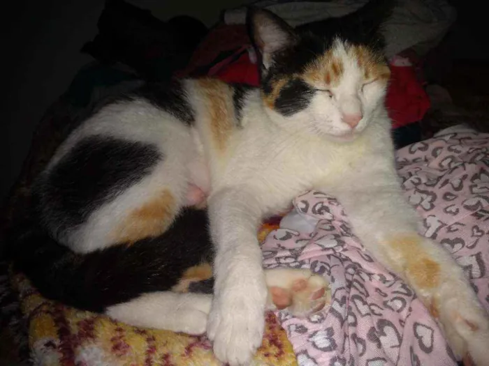Gato ra a SRD idade 2 anos nome Mimosa 