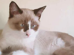 Gato raça SRD idade 2 a 6 meses nome CARLITO MIX