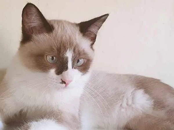 Gato ra a SRD idade 2 a 6 meses nome CARLITO MIX