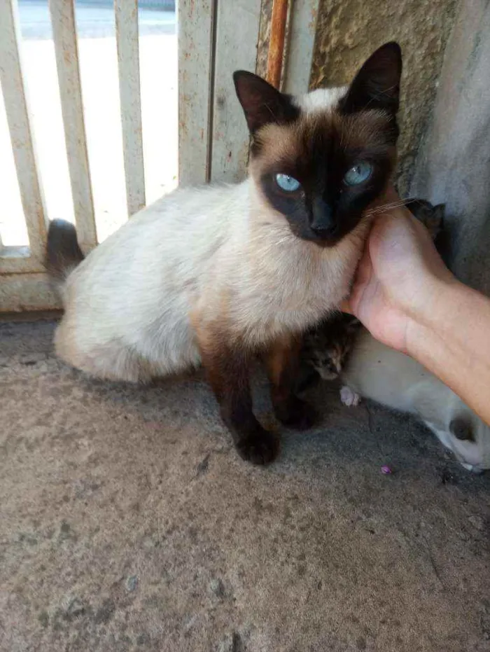 Gato ra a Siamês idade 2 anos nome Gatinha