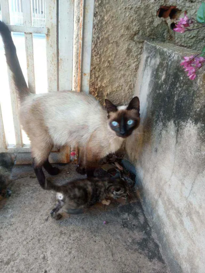 Gato ra a Siamês idade 2 anos nome Gatinha
