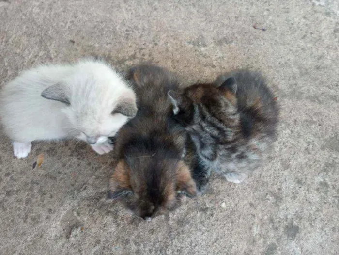 Gato ra a Siamês idade 2 anos nome Gatinha