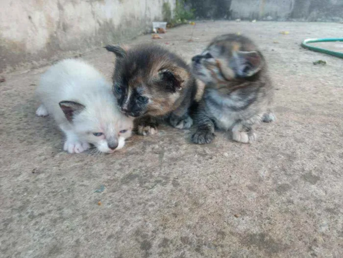 Gato ra a Siamês idade 2 anos nome Gatinha