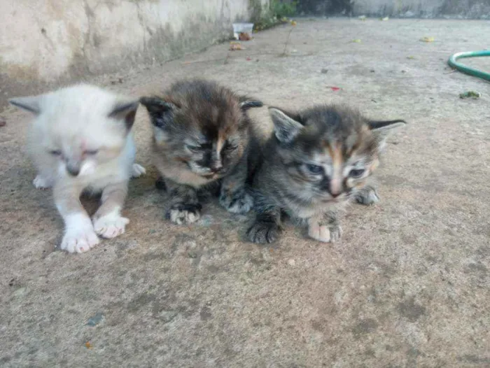 Gato ra a Siamês idade 2 anos nome Gatinha