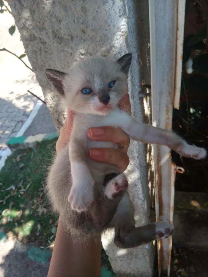 Gato ra a Siamês idade 2 anos nome Gatinha