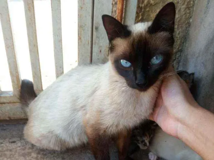 Gato ra a Siamês idade 2 anos nome Gatinha