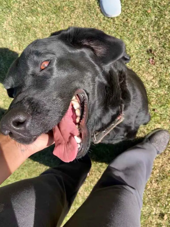 Cachorro ra a Labrador  idade 3 anos nome Amora