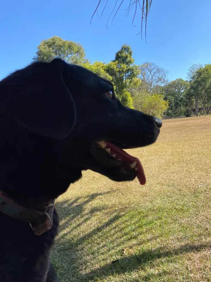 Cachorro ra a Labrador  idade 3 anos nome Amora