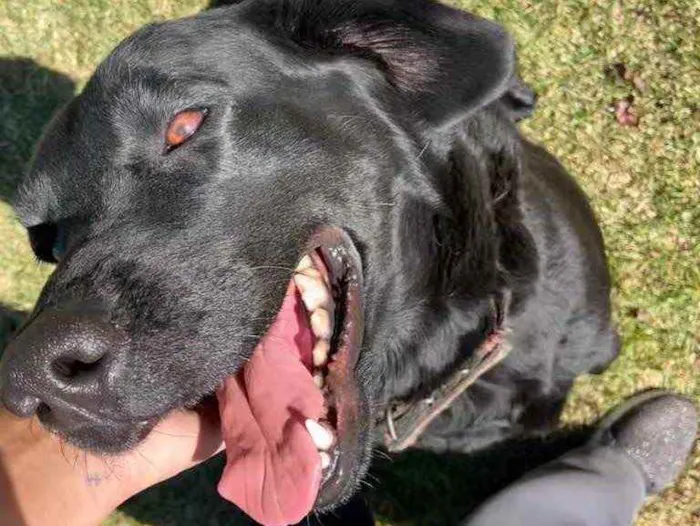 Cachorro ra a Labrador  idade 3 anos nome Amora