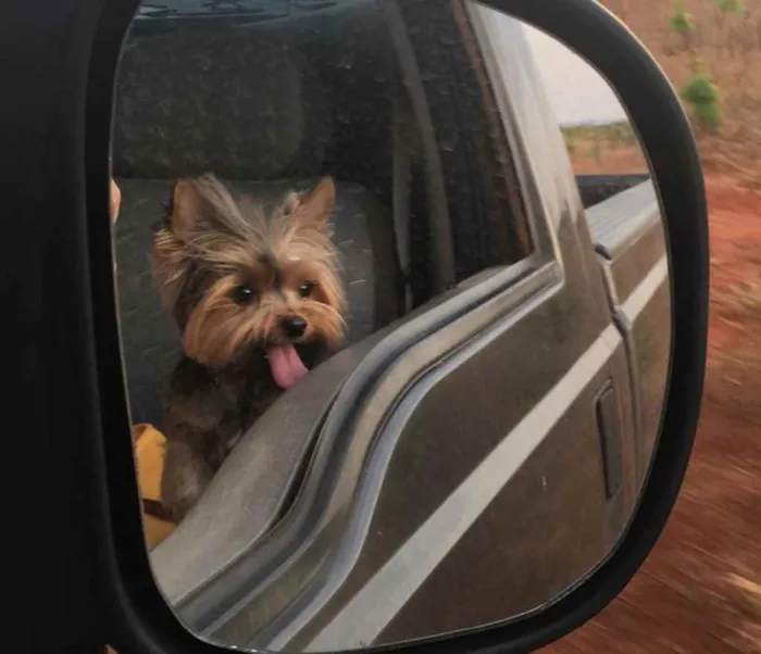 Cachorro ra a Yorkshire idade 6 ou mais anos nome Cacau