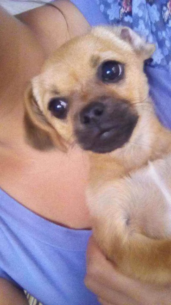 Cachorro raça Cachorro idade 1 ano nome Zaqui