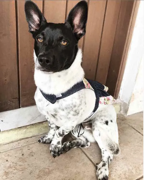 Cachorro ra a Sem Raça Definida  idade 7 a 11 meses nome PIPOCA