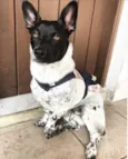 PIPOCA