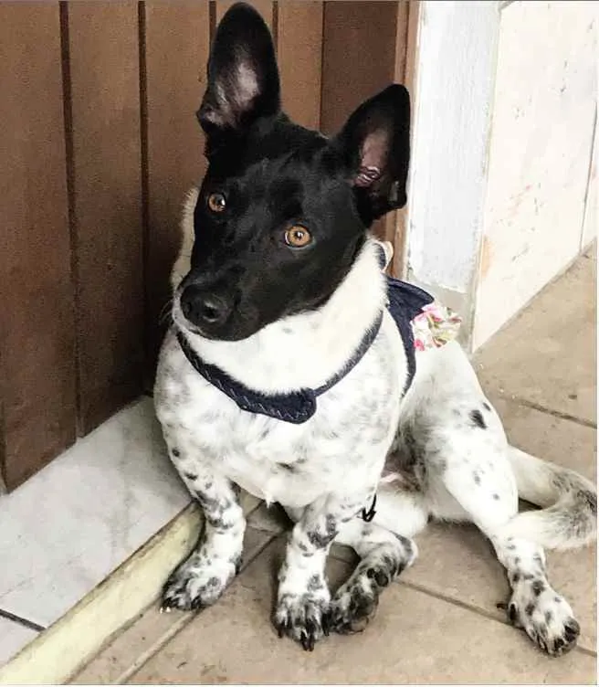 Cachorro ra a Sem Raça Definida  idade 7 a 11 meses nome PIPOCA