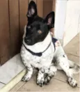 PIPOCA