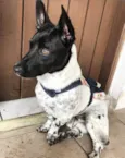 PIPOCA