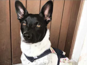 Cachorro raça Sem Raça Definida  idade 7 a 11 meses nome PIPOCA