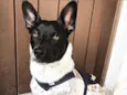 PIPOCA