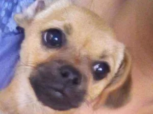 Cachorro raça Cachorro idade 1 ano nome Zaqui