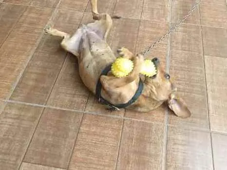 Cachorro ra a Bassê mista idade 1 ano nome Belinha