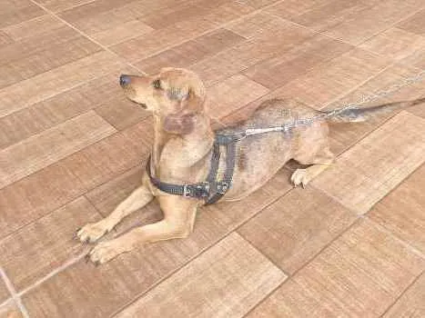 Cachorro ra a Bassê mista idade 1 ano nome Belinha