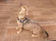 Belinha