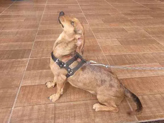 Cachorro ra a Bassê mista idade 1 ano nome Belinha