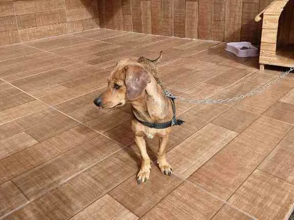 Cachorro ra a Bassê mista idade 1 ano nome Belinha