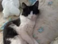 Mel