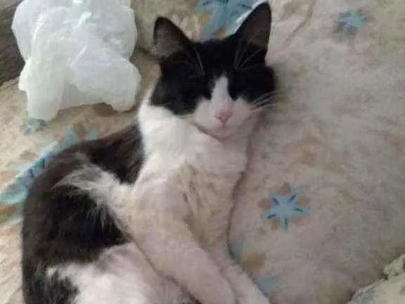 Gato raça  idade 7 a 11 meses nome Mel