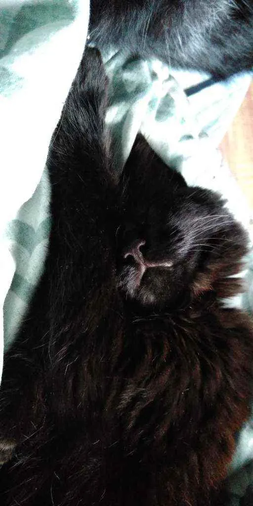 Gato raça  idade 7 a 11 meses nome Nel