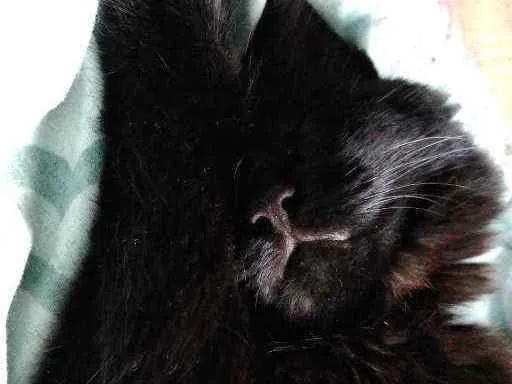 Gato raça  idade 7 a 11 meses nome Nel