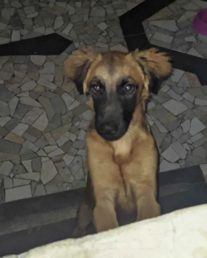 Cachorro ra a Sem raça definida idade 2 a 6 meses nome Pretinha