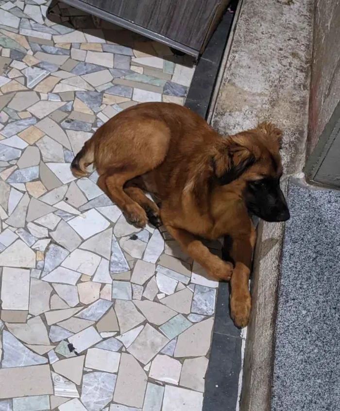 Cachorro ra a Sem raça definida idade 2 a 6 meses nome Pretinha