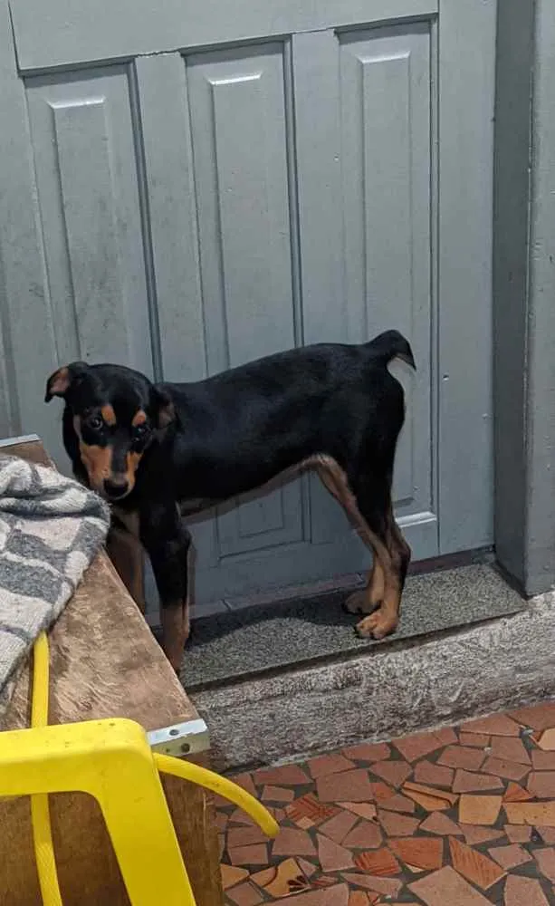 Cachorro ra a Sem raça definida idade 2 a 6 meses nome Pretinha e Bethoven