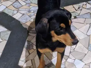 Cachorro raça Sem raça definida idade 2 a 6 meses nome Pretinha e Bethoven