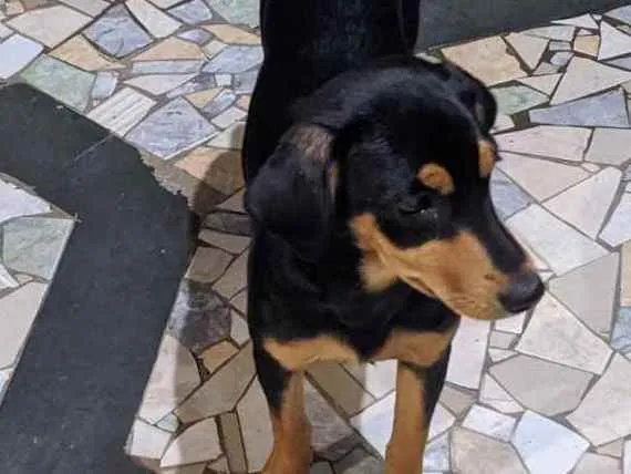 Cachorro ra a Sem raça definida idade 2 a 6 meses nome Pretinha e Bethoven