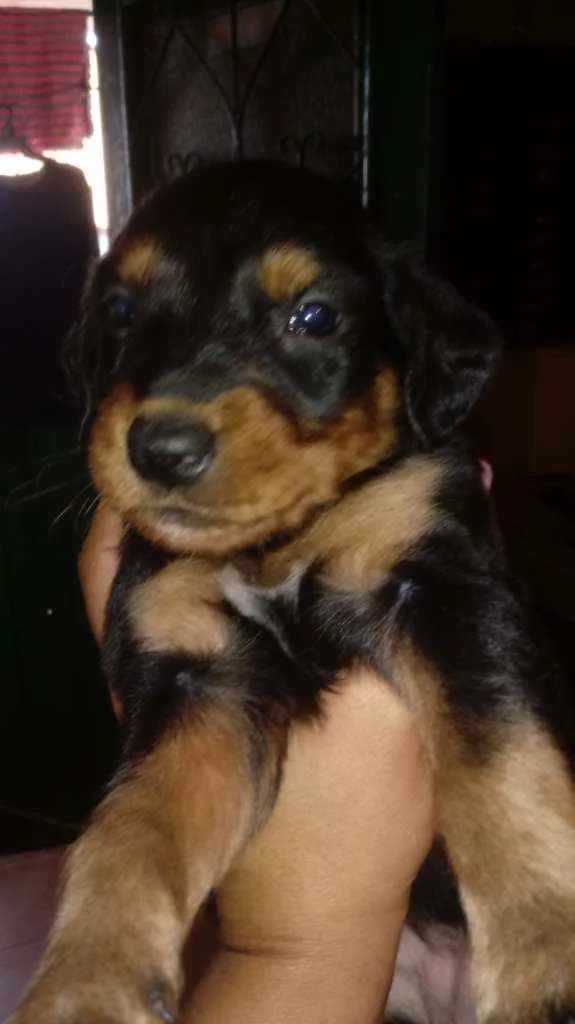 Cachorro raça Srd idade Abaixo de 2 meses nome Sem nome 