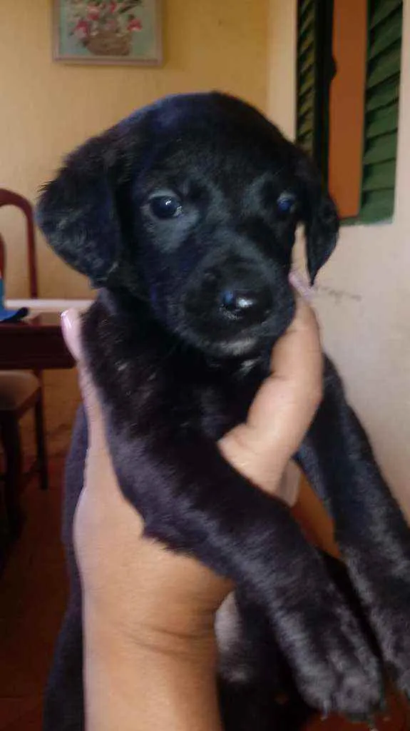 Cachorro raça Srd idade Abaixo de 2 meses nome Sem nome 