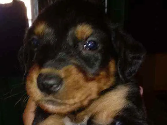 Cachorro raça Srd idade Abaixo de 2 meses nome Sem nome 