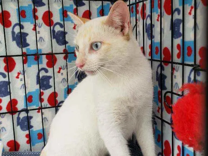 Gato ra a Srd idade 1 ano nome Galileu
