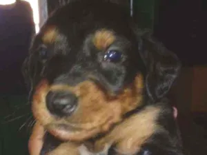 Cachorro raça Srd idade Abaixo de 2 meses nome Sem nome 